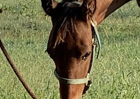 Standardbred (Standardbred, Stallion) in Waco, KY