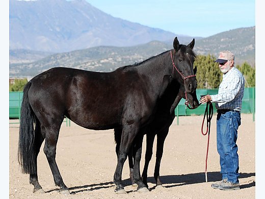 Black Mare In Foal