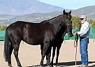 Lusitano - Horse for Sale in Salt Lake area, UT 34482
