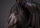 ZORRO - Gelding in Husum, WA ZORRO - Gelding in Husum, WA
