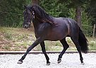 Classical PRE Gelding Zorro