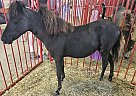 Shetland Pony - Horse for Sale in Sioux Rapids, IA 50585