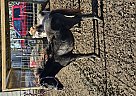 Shetland Pony - Horse for Sale in Sioux Rapids, IA 50585