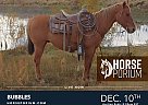 Quarter Horse - Horse for Sale in Fallon, NV NA