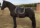 Friesian Gelding - Pure Breed Paula Dwyer-Capp
