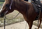 Quarter Horse - Horse for Sale in Bainbridge, OH 45612