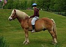 Haflinger - Horse for Sale in Scio, NY 14880