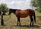In Foal Race Brood Mare Yankees Cause