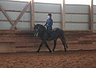 Canadian - Horse for Sale in Bridgewater, NS B0J 2E0