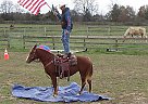 MFT Trail Pony (kid Safe) Maddie