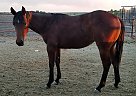 Race/Cow Bred Prospect Dashtostarlight