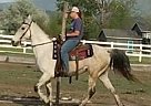 Tennessee Walking - Horse for Sale in OTIS ORCHARDS, WA 99027