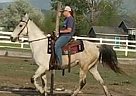 Tennessee Walking - Horse for Sale in OTIS ORCHARDS, WA 99027 Tennessee Walking - Horse for Sale in OTIS ORCHARDS, WA 99027