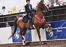 Saddlebred - Horse for Sale in Cedarburg, WI 53012