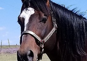 Quarter Horse (Quarter Horse, Stallion) in Calhan, CO