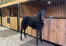 Black Smoke - Stallion in Waco, KY