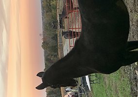 Standardbred (Standardbred, Stallion) in Waco, KY