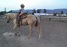 Quarter Horse - Horse for Sale in Mira Loma / San Bernardino, CA 91752