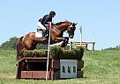 Thoroughbred - Horse for Sale in Virginia Beach, VA 23456-38