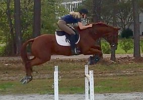 Thoroughbred (Thoroughbred, Gelding) in Virginia Beach, VA