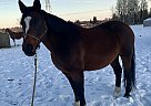Warmblood Project MS Lexus