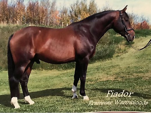 Warmblood Project