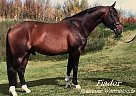 Warmblood - Horse for Sale in Red Deer, AB T4G 0M9