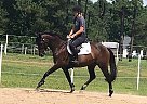 Thoroughbred Mare for Sale in Virginia Beach, Virginia Thoroughbred Mare for Sale in Virginia Beach, Virginia