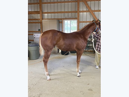 2021 Colt For Sale