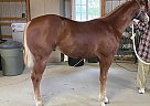 Paint - Horse for Sale in Sidney, IL 61877