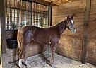 Paint - Horse for Sale in Sidney, IL 61877 Paint - Horse for Sale in Sidney, IL 61877