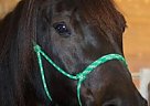 Beautiful Half Arabian/Half Olde... Arabian Mare