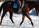 Thoroughbred - Horse for Sale in Calgary, AB T2Z2H1 Thoroughbred - Horse for Sale in Calgary, AB T2Z2H1