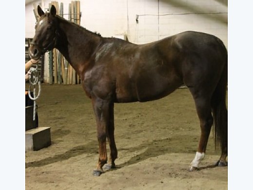 Beginner Safe Thoroughbred Gelding