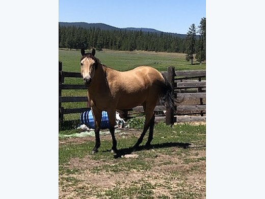 Buckskin Mare