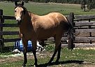 Quarter Horse - Horse for Sale in Tumtum, WA 99034