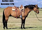 Quarter Horse - Horse for Sale in Rising Star, TX 40501 Quarter Horse - Horse for Sale in Rising Star, TX 40501