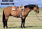 Quarter Horse - Horse for Sale in Rising Star, TX 40501