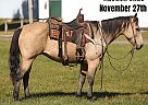 Quarter Horse - Horse for Sale in Charleston, IL 40501 Quarter Horse - Horse for Sale in Charleston, IL 40501