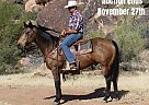 Quarter Horse - Horse for Sale in Congress, AZ 40501