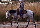 Quarter Horse - Horse for Sale in Canyon, TX 40501