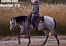 Quarter Horse - Horse for Sale in Canyon, TX 40501 Quarter Horse - Horse for Sale in Canyon, TX 40501