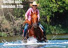 Quarter Horse - Horse for Sale in Stephenville, TX 40501