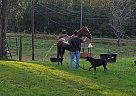 Dante - Gelding in Woodstock, MD Dante - Gelding in Woodstock, MD