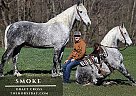 Draft - Horse for Sale in Parkers Lake, KY 42634