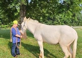 Mule (Mule, Gelding) in Cerulean, KY