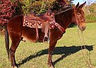 Mule - Horse for Sale in Strunk, KY 42649 Mule - Horse for Sale in Strunk, KY 42649