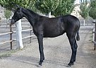 Andalusian - Horse for Sale in Santa Fé De Mondújar,  04420