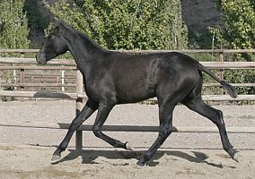 Andalusian / PRE (Andalusian / PRE, Mare)