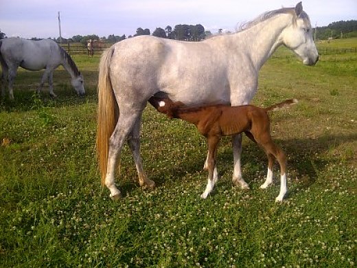 Missouri Fox Trotter Mare for Sale